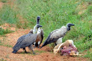 Birds of Uganda