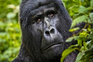 Gorilla Tours Uganda